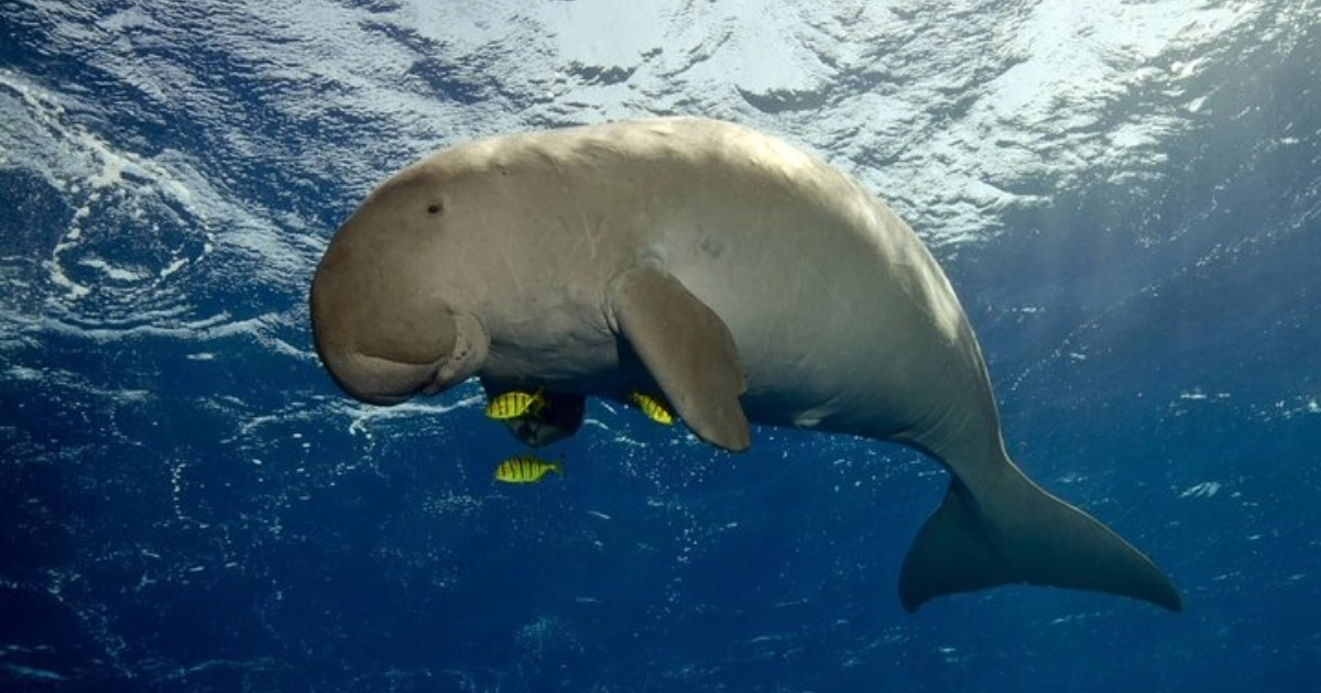 snorkeling-dugongs