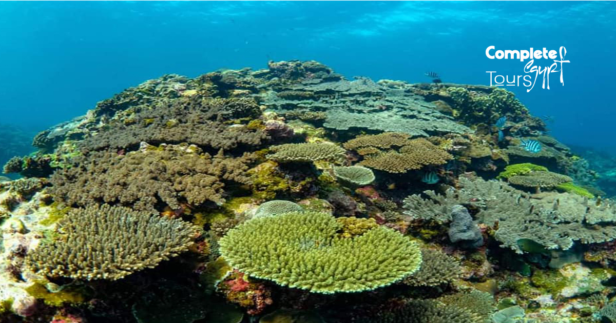 Snorkeling from El Gouna