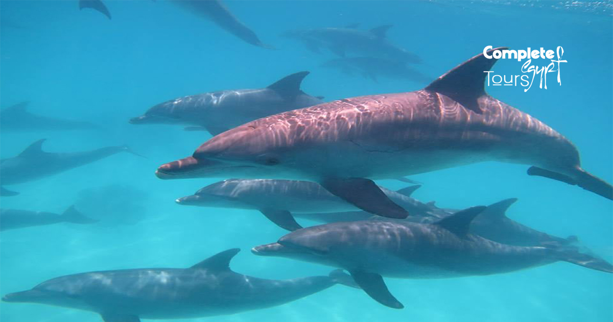 dolphin house hurghada trip