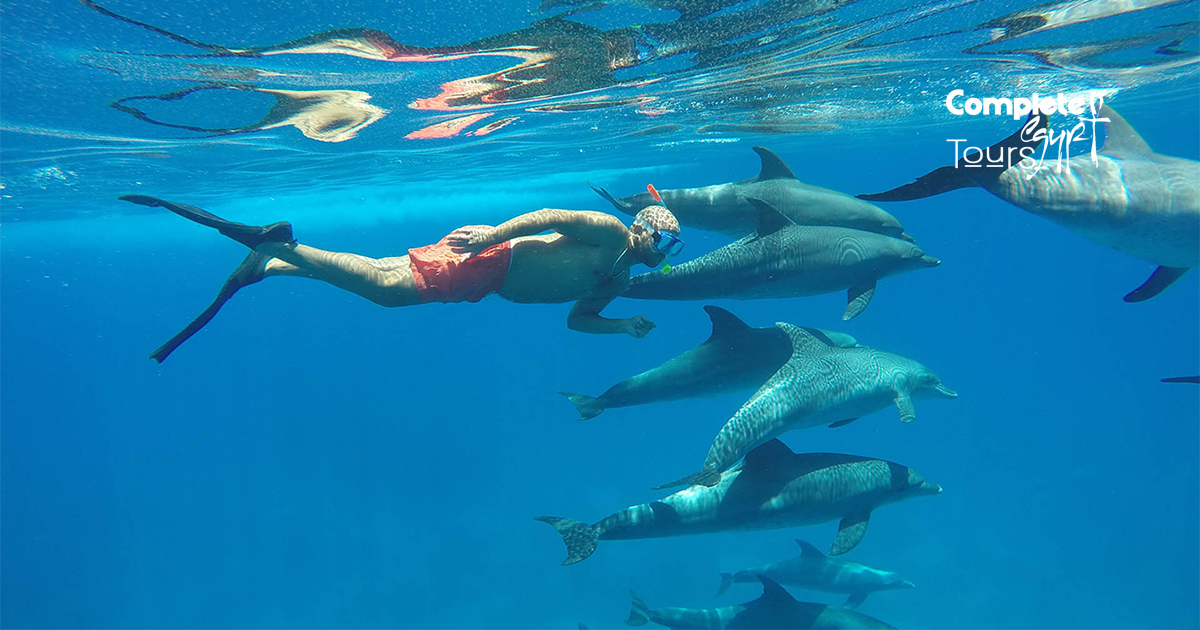 swim with dolphin house hurghada