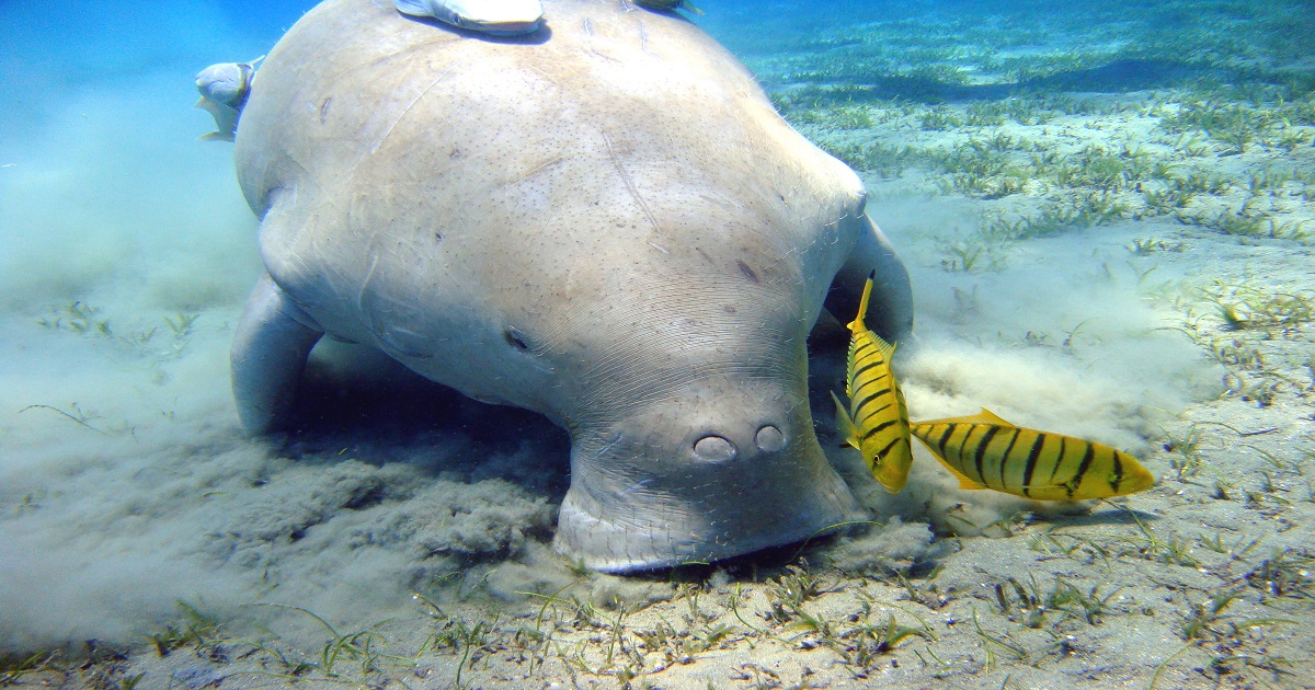 Dugong_Marsa_Alam