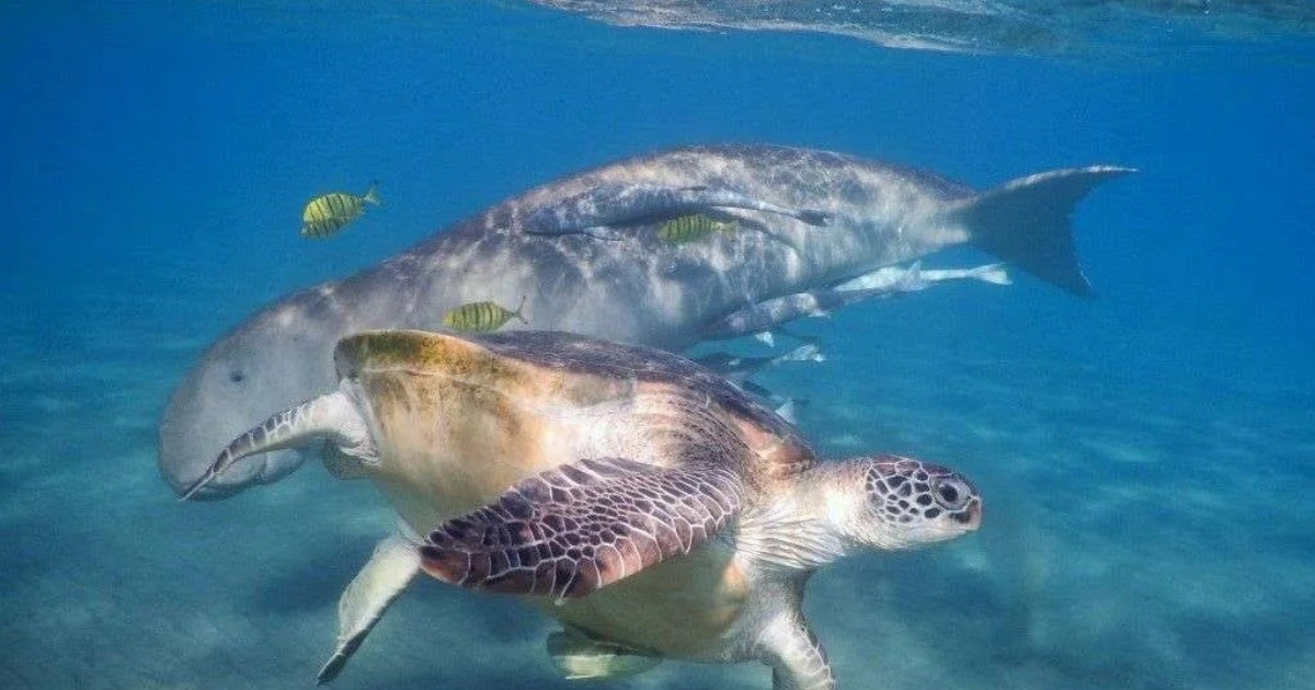 Marsa-Mubarak-Snorkeling-with-dugong-and-turtles