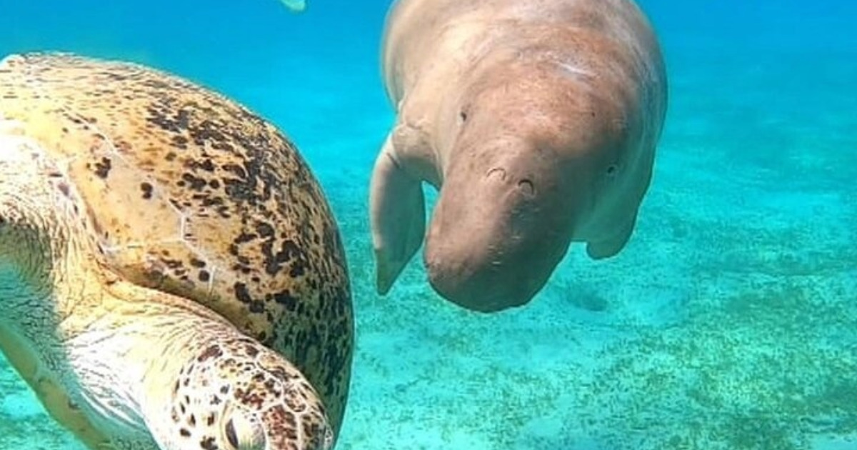 from hurghada Marsa-Mubarak-Snorkeling-with-dugong-and-turtles